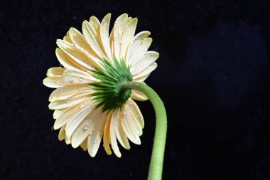 Koyu arkaplanda güzel Gerbera çiçeği