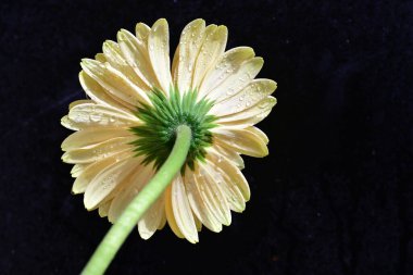 Koyu arkaplanda güzel Gerbera çiçeği