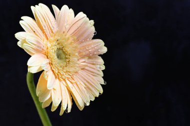 Koyu arkaplanda güzel Gerbera çiçeği