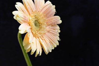 Koyu arkaplanda güzel Gerbera çiçeği