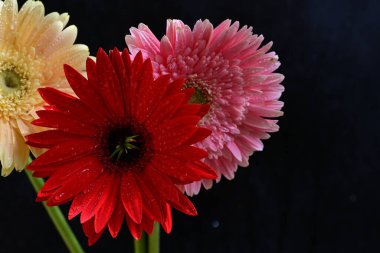 Koyu arkaplanda güzel Gerbera çiçekleri