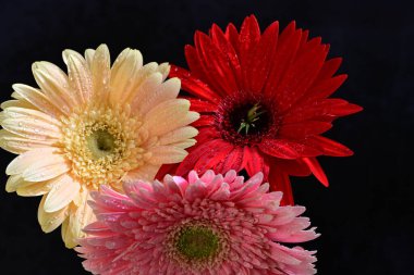 Koyu arkaplanda güzel Gerbera çiçekleri