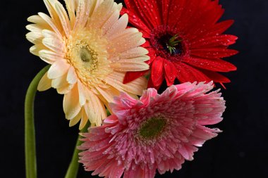 Koyu arkaplanda güzel Gerbera çiçekleri