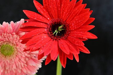 Güzel Gerbera çiçekleri, yakın görüş, koyu arkaplan