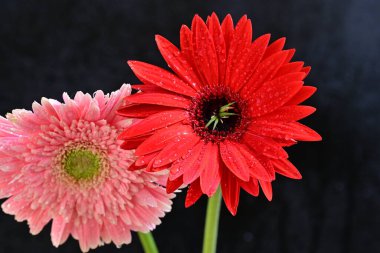 Güzel Gerbera çiçekleri, yakın görüş, koyu arkaplan