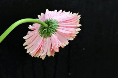 Güzel Gerbera çiçekleri, yakın görüş, koyu arkaplan