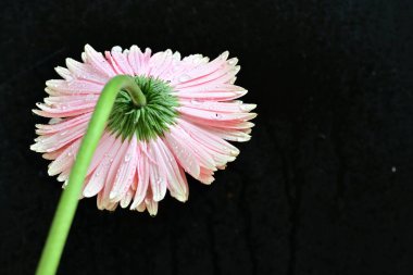 Güzel Gerbera çiçekleri, yakın görüş, koyu arkaplan