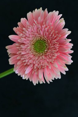 Güzel Gerbera çiçekleri, yakın görüş, koyu arkaplan