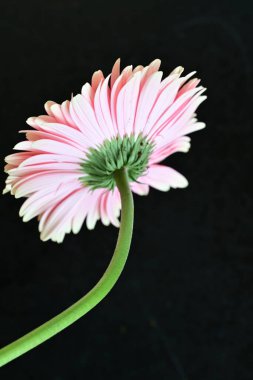 siyah arka plan üzerine pembe gerbera