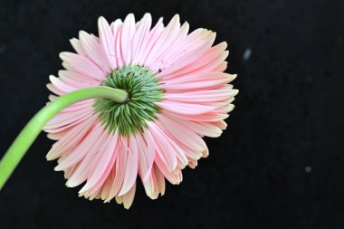 siyah arka plan üzerine pembe gerbera