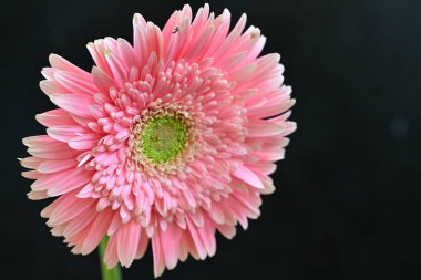 siyah arka plan üzerine pembe gerbera