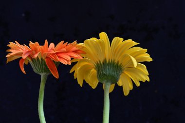 güzel sarı ve turuncu gerbera çiçekleri siyah arkaplanda