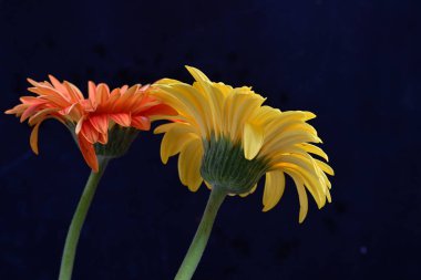 güzel sarı ve turuncu gerbera çiçekleri siyah arkaplanda