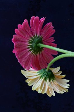 Güzel pembe ve beyaz Gerbera çiçekleri koyu arkaplanda