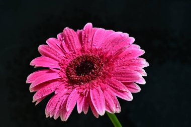 Siyah arkaplanda pembe gerbera çiçeği 