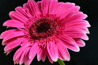 Siyah arkaplanda pembe gerbera çiçeği 