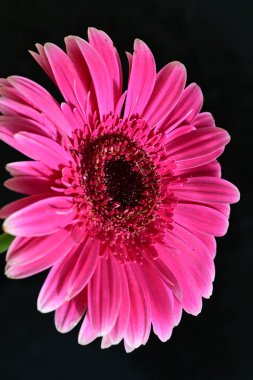 Siyah arkaplanda pembe gerbera çiçeği 
