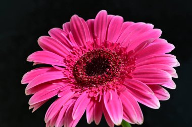 Siyah arkaplanda pembe gerbera çiçeği 