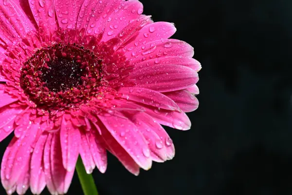 Siyah arkaplanda pembe gerbera çiçeği 