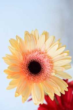güzel gerbera çiçek üzerinde beyaz izole
