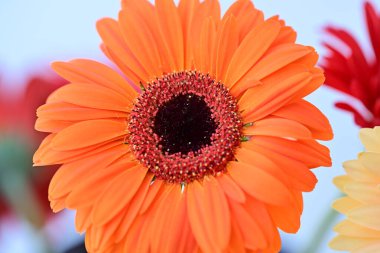 güzel gerbera çiçek üzerinde beyaz izole