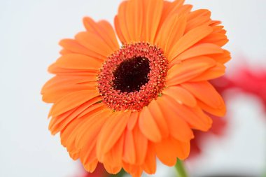 güzel gerbera çiçek üzerinde beyaz izole