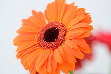 güzel gerbera çiçek üzerinde beyaz izole