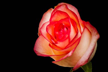 Siyah arka planda kırmızı gül. izole