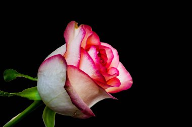 Siyah arkaplanda damlaları olan pembe ve beyaz gül çiçeğini kapat