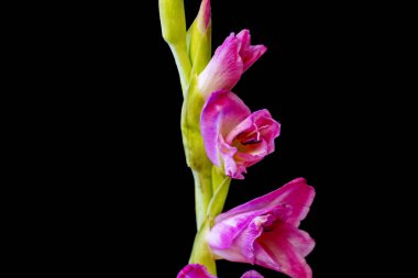 Arka planda çiçek açan güzel çiçeklerin yakın görüntüsü