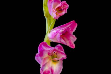 Arka planda çiçek açan güzel çiçeklerin yakın görüntüsü