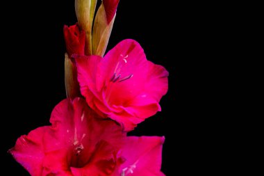 Arka planda çiçek açan güzel çiçeklerin yakın görüntüsü