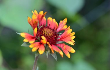 beautiful yellow and red flower in the garden