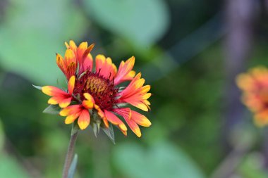 beautiful yellow and red flower in the garden