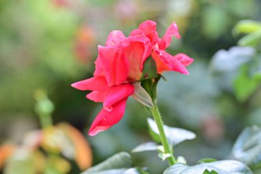 Bahçede açan güzel pembe gülün yakın plan görüntüsü.                      