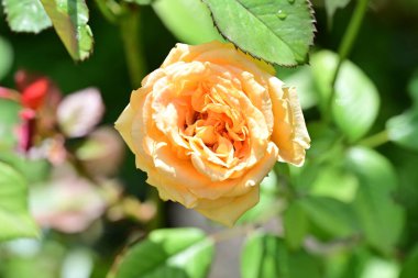 Bahçede açan güzel gül çiçeklerinin yakın plan görüntüsü                      