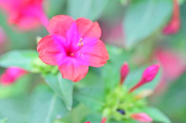 Bahçede açan güzel çiçeklerin yakın görüntüsü.     