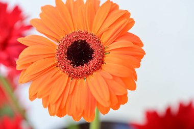 Bahçedeki güzel Gerbera çiçekleri