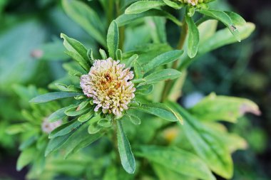 Açık büyüyen renk çiçekler yakın