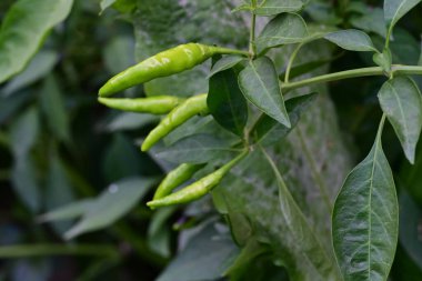 Chili peppers ağaç üzerinde