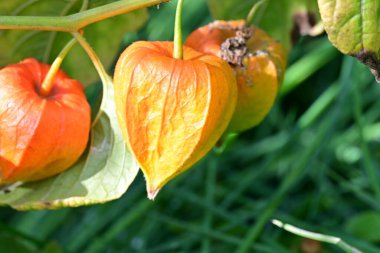 Turuncu Physalis alkekengi 'ye yakın çekim 
