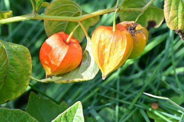 Turuncu Physalis alkekengi 'ye yakın çekim 