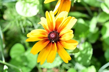 Yazın bahçedeki sarı çiçekler.