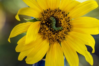 Bir ayçiçeğine tırtılla yaklaş