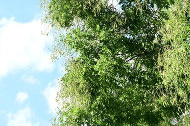 Doğada ağaçtaki yeşil yapraklar