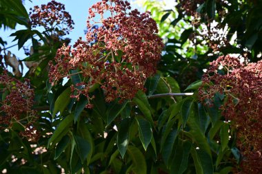 Ağacın çiçeklerle yakın plan fotoğrafı.