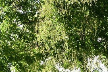 Ormandaki yeşil ağaçlar