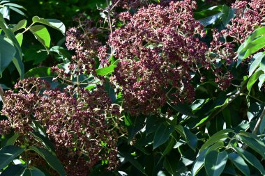 Güzel çiçekler, çiçek konsepti