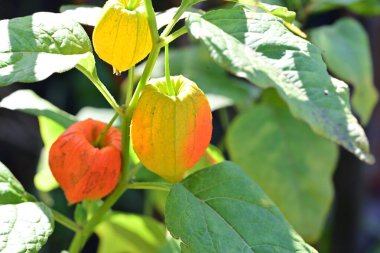 Turuncu Physalis alkekengi 'ye yakın çekim 