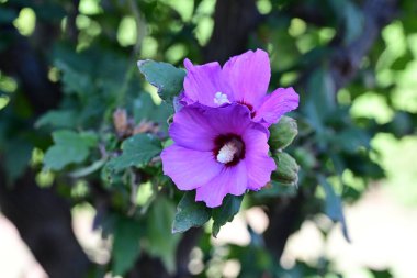 bahçede büyüyen güzel mor çiçekler